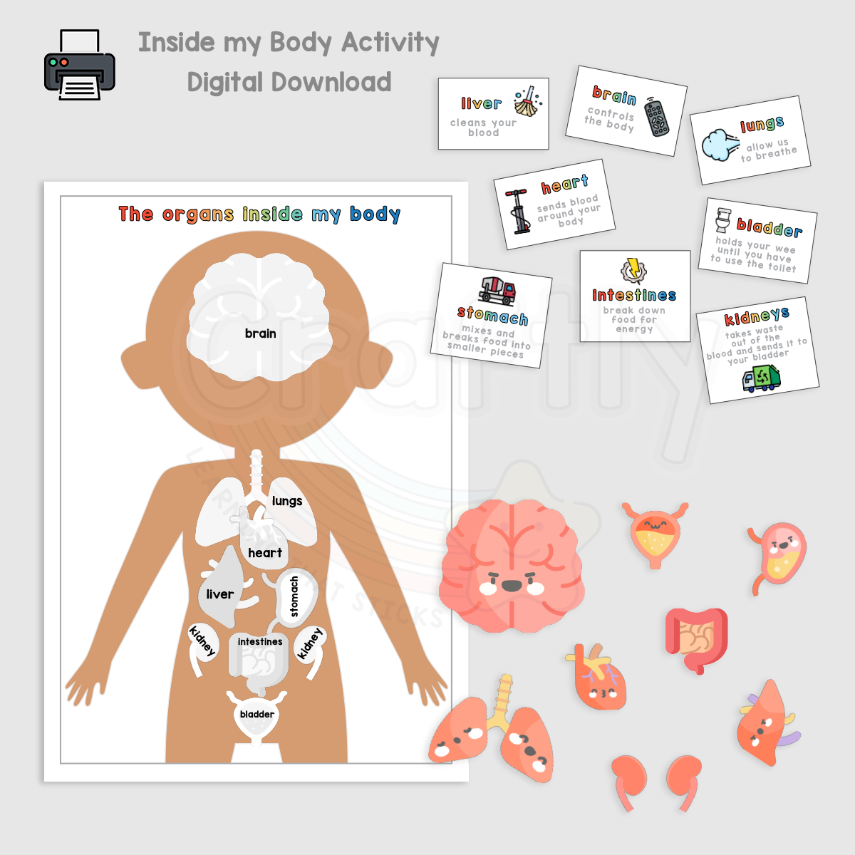 Human Body Parts Activity